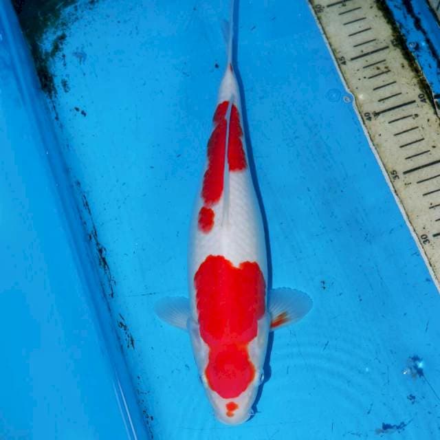 KOHAKU BONSOR