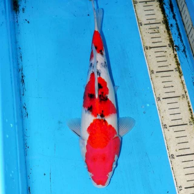 31cm SANKE SANDAN