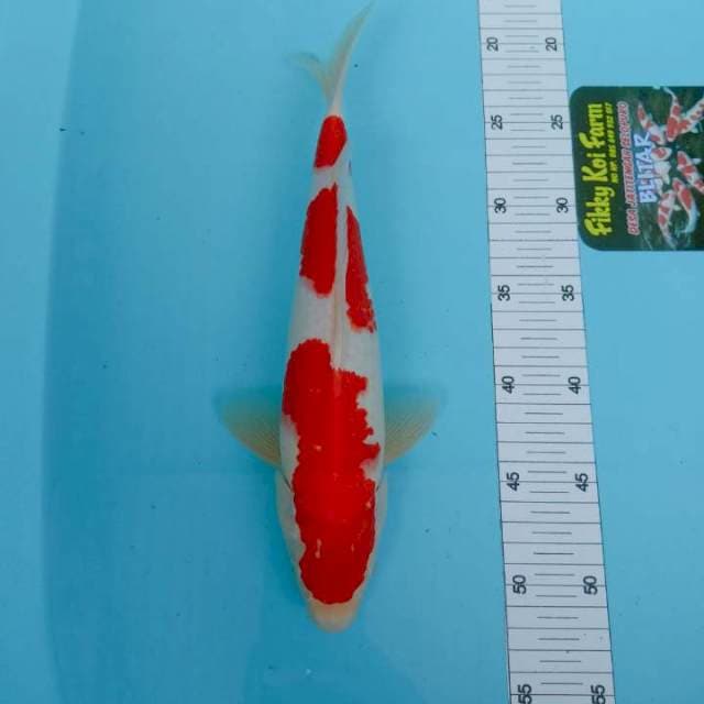 Kohaku merah seteong, 32cm