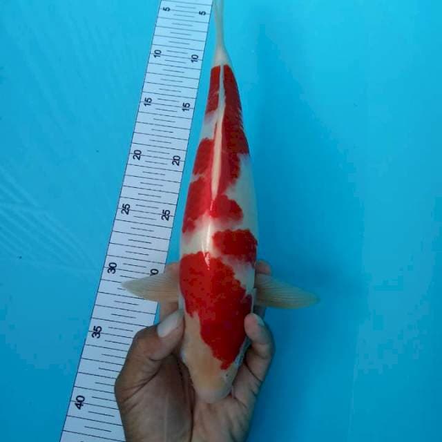 Kohaku merah setrong, 34cm
