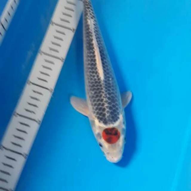 Tancho Gosiki