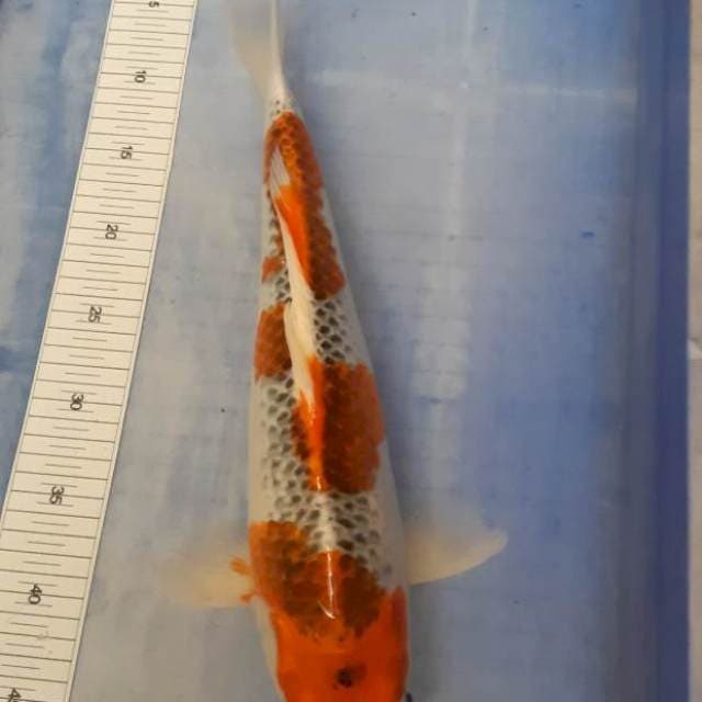 kujaku 45cm