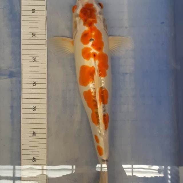kujaku doit 44cm