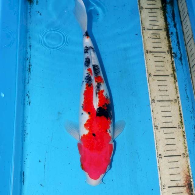 32cm SANKE TERPEDO