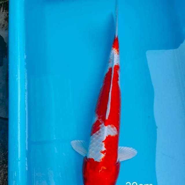 Kohaku 30cm