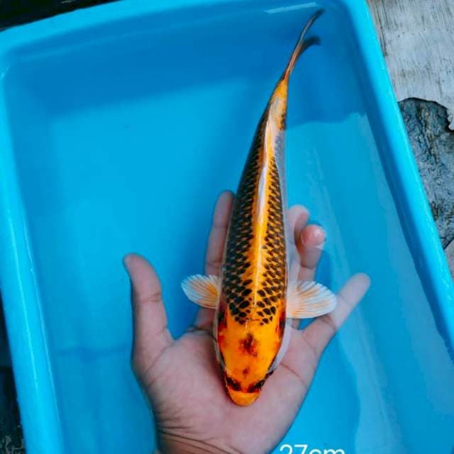 Akamatsuba 27cm