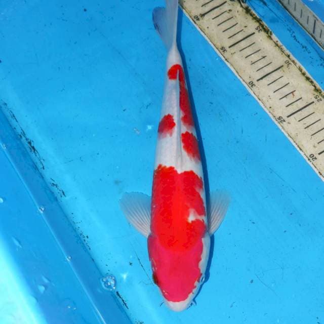 34cm KOHAKU FERRARI