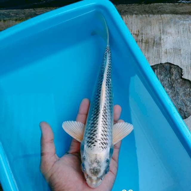 Matsuba 30cm
