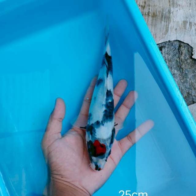 Tancho showa 25cm