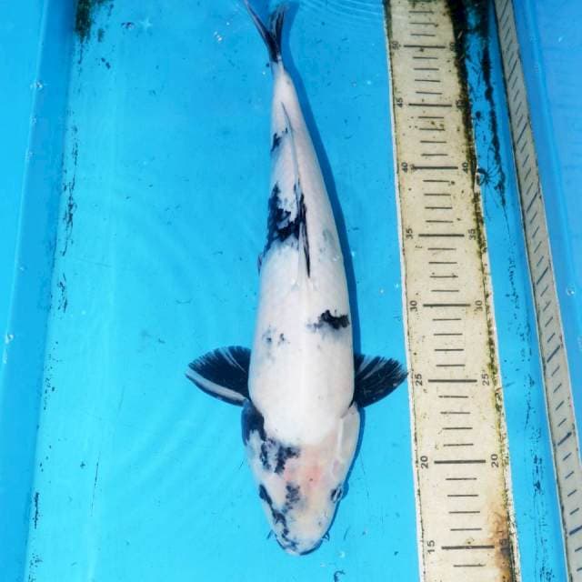 36cm F1 SHIRO