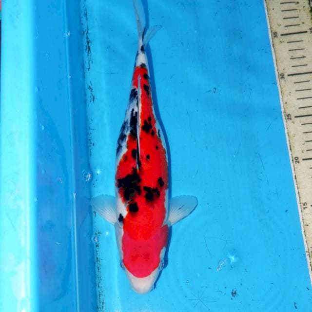 32cm TIGER SANKE