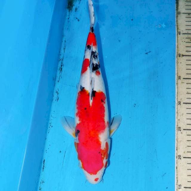 34cm SANKE JUMBO
