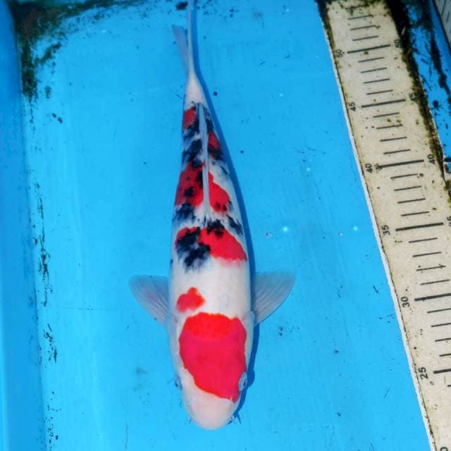 32cm SANKE CIAMIK