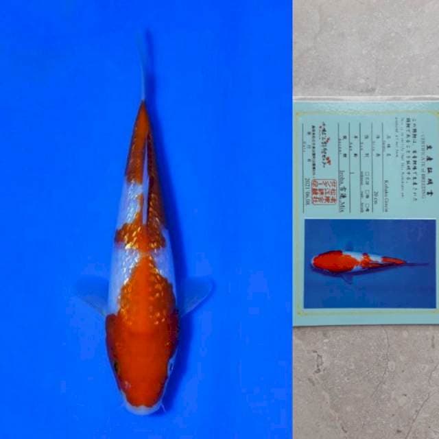 Matsue Ginrin Kohaku 21cm Certi