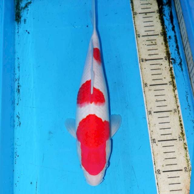AMAI KOHAKU 32cm