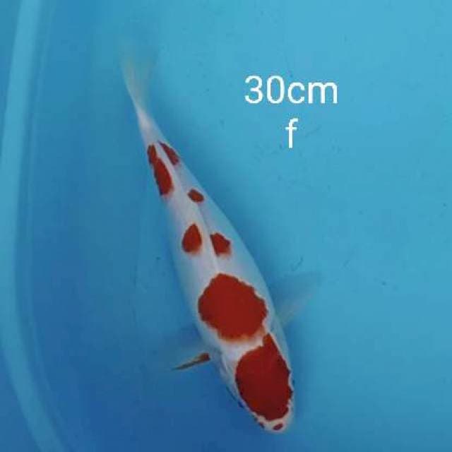 Maruthen Kohaku 30cm