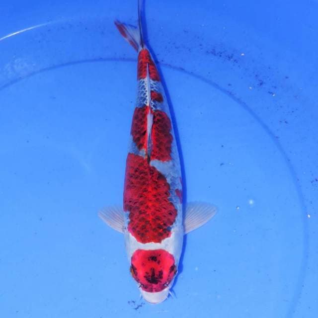 TOKUBETSU GOSHIKI 34cm