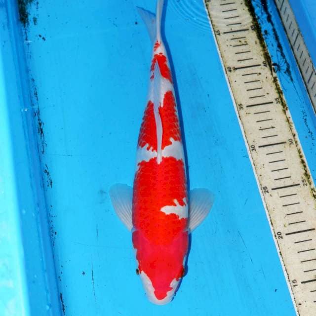 UTSUKUSHI KOHAKU 36cm