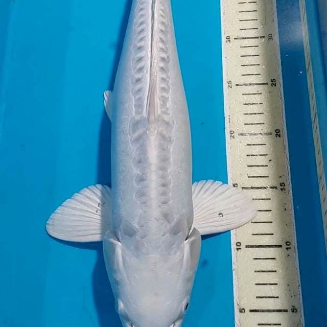 ANTIK PLATINUM DOITSU ARAGOKE 47 CM JANTAN