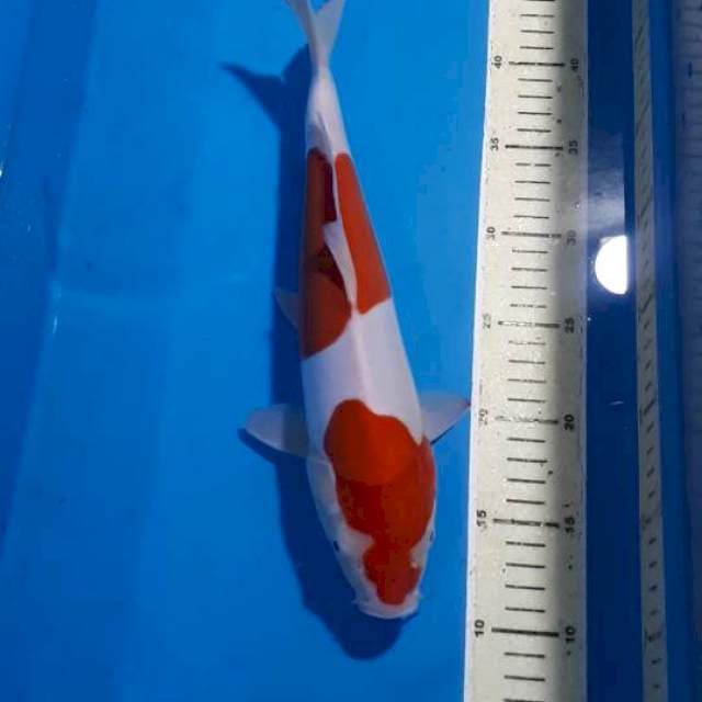 KOHAKU DOITSU 32 CM