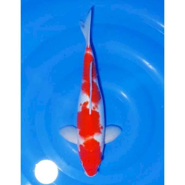 Kohaku Merah Strong Original 33cm (M)