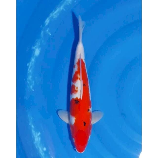 Sanke Merah Strong Ori 34cm (F)