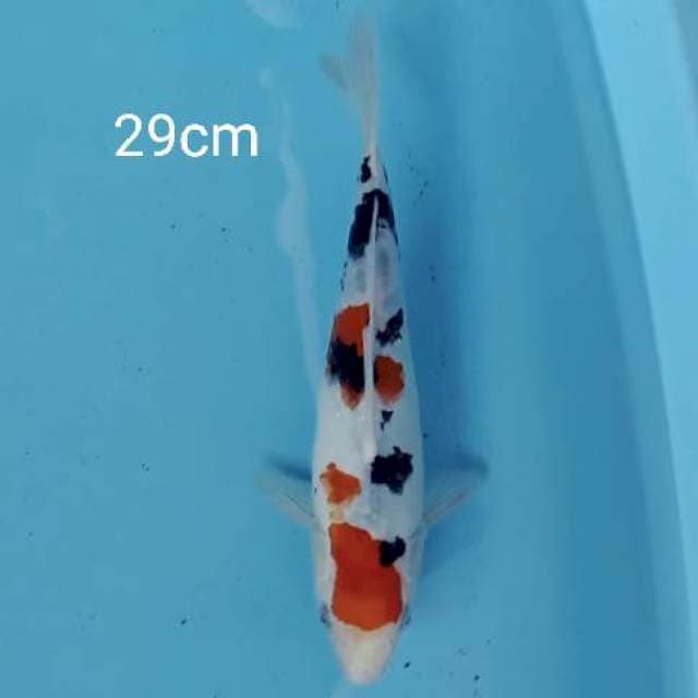 Sanke 29cm
