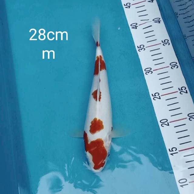 Kohaku 28cm