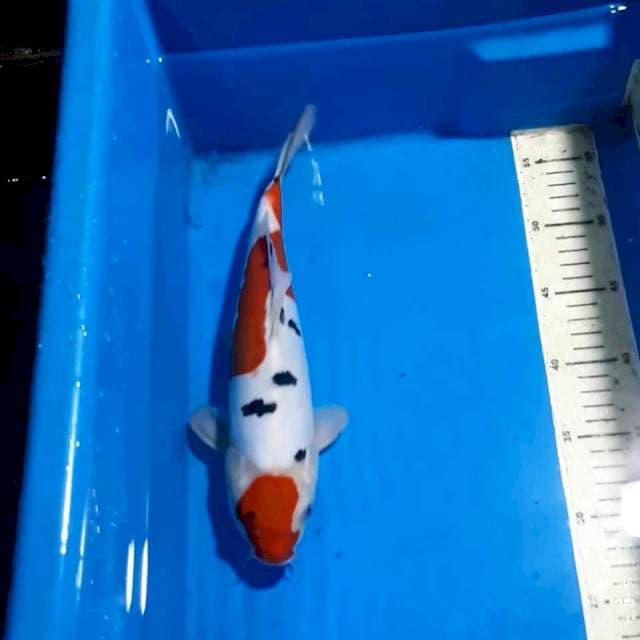 SANKE DOITSU 30 CM