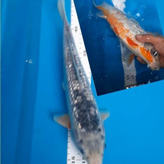 Asagi 33cm