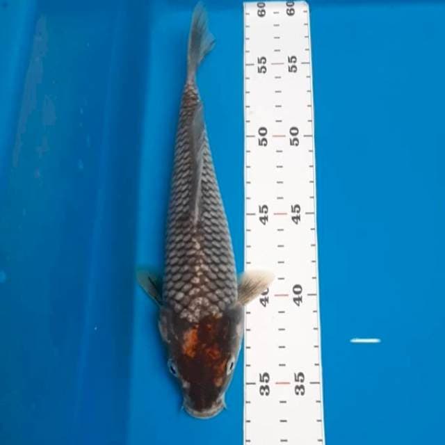 Tc.matsukawabake 25cm