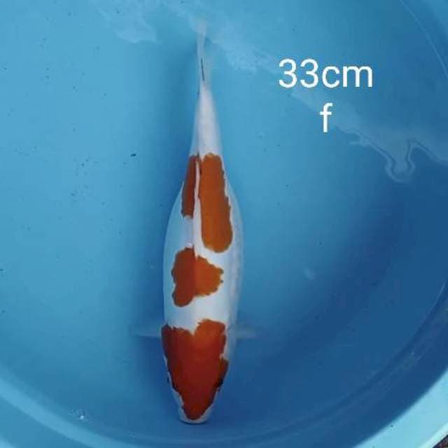 Sanke minimalis tiga step 33cm