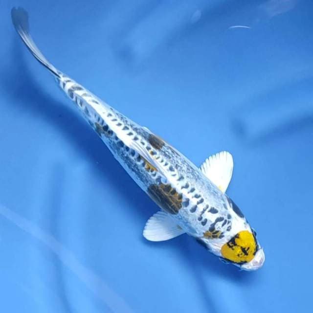 34 cm #maruten kawari