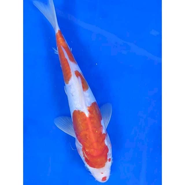 27 Cm # KUJAKU DOITSU