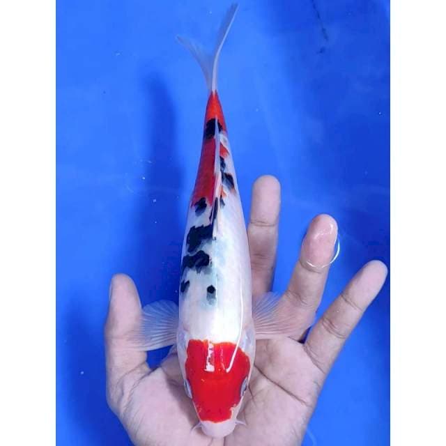 26 cm # THANCO SHANKE