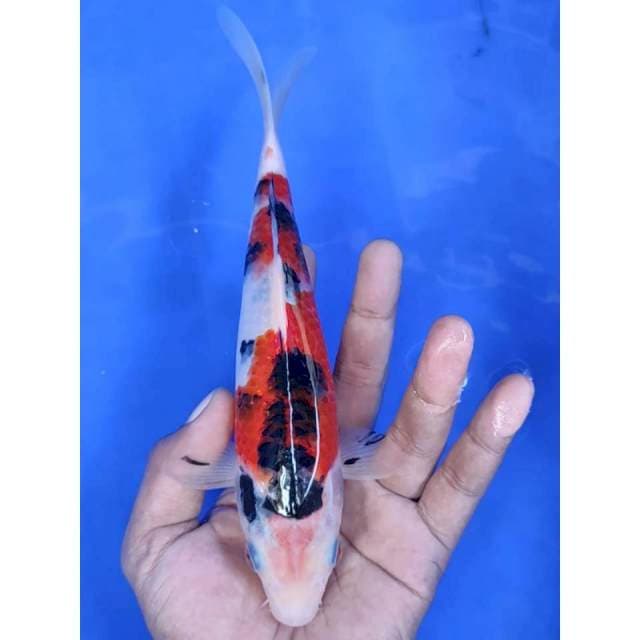 23 cm # SHANKE