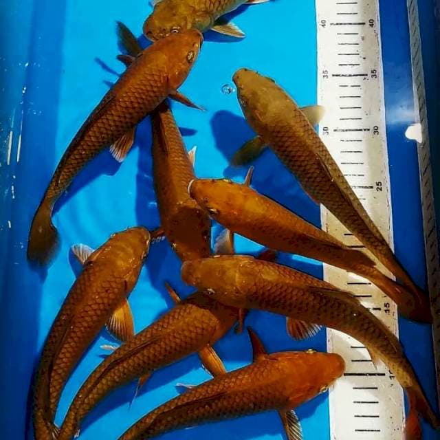 CHAGOI TEMBAGA GOOD RING 22-24 CM 10 EKOR PROSPECK DI BESARKAN
