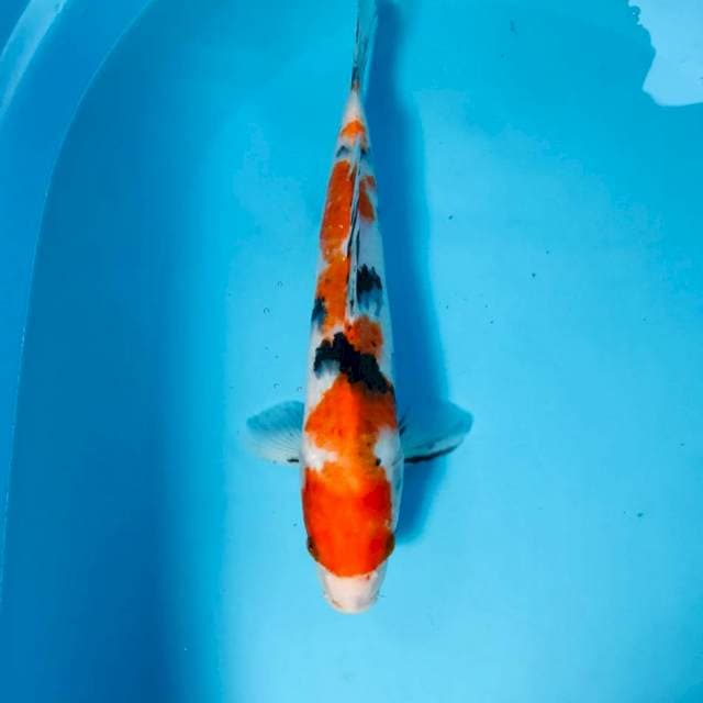 Sanke, 31 cm
