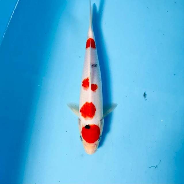 Sanke tategoi, 26 cm