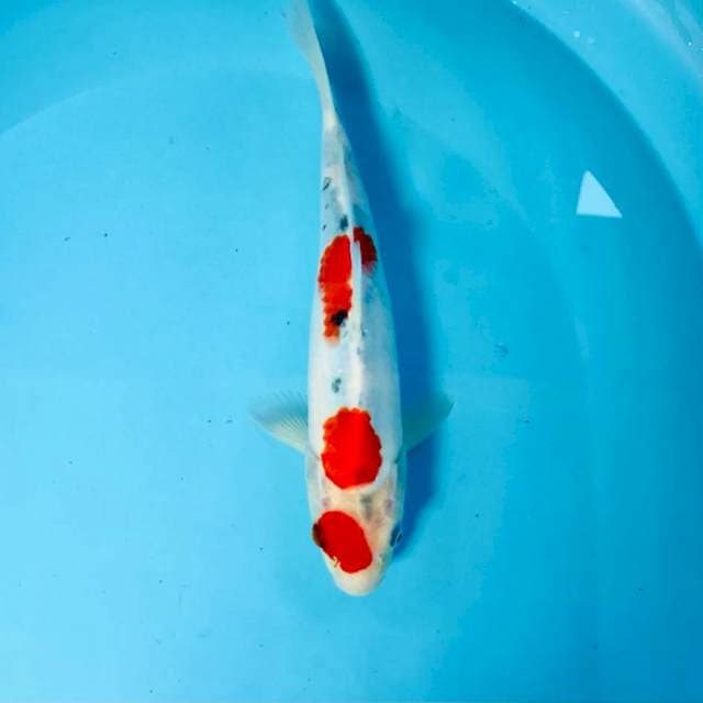 Sanke tategoi, 28 cm