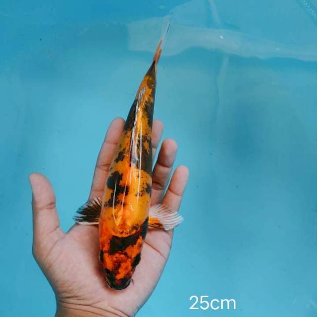 doitsu utsuri hikari 25cm