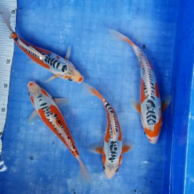 Mix hana shusui jos