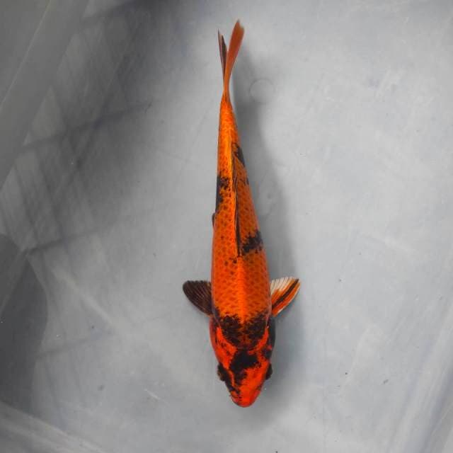 Kin ki utsuri 25cm