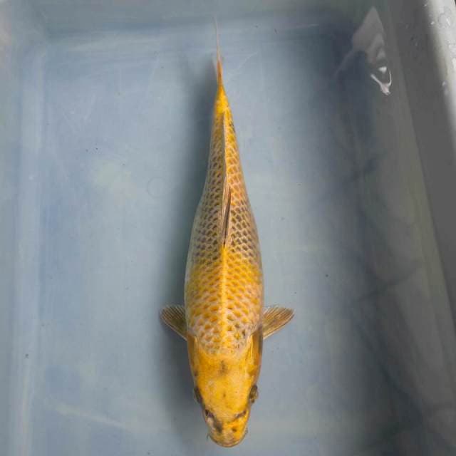 Kin showa 33cm