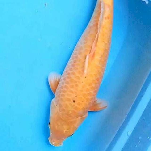 Karasi ogon body terpedo 41 cm