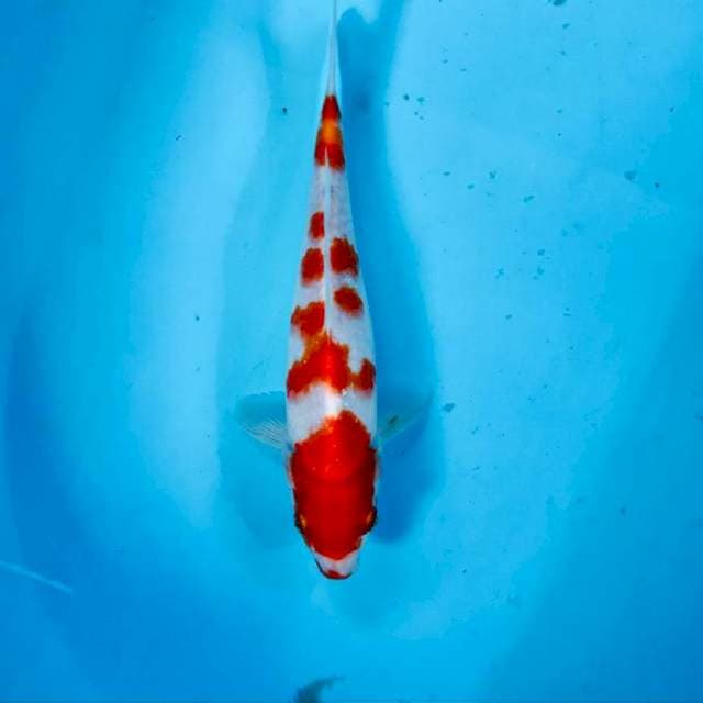 Kohaku, 23 cm
