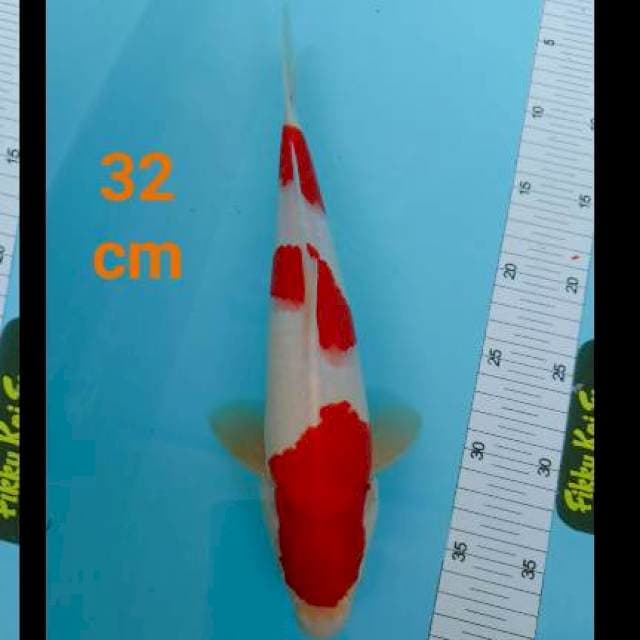 Kohakhu strong 32 cm