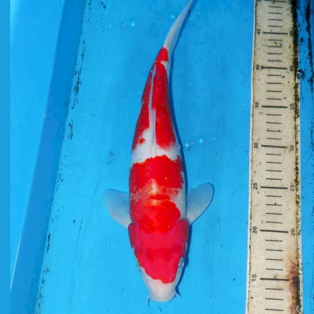 NAISU KOHAKU 35cm
