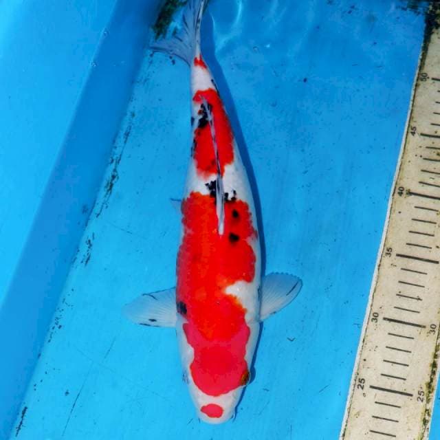 KUCHIBENI SANKE BAGUS 33cm