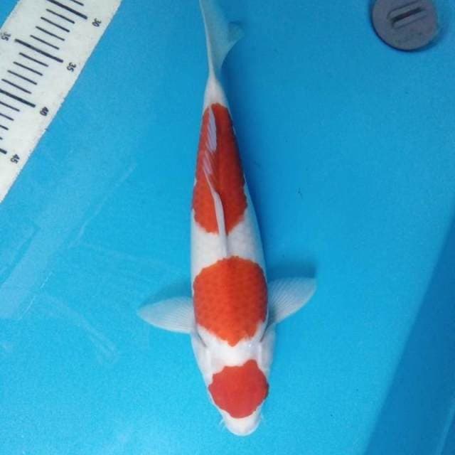 Kohaku 37 cm